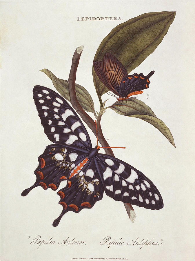 Giant Swallowtail Butterfly Photograph by Natural History Museum, London/science Photo Library