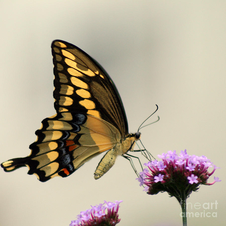 Giant Swallowtail Butterfly Square Photograph by Karen Adams