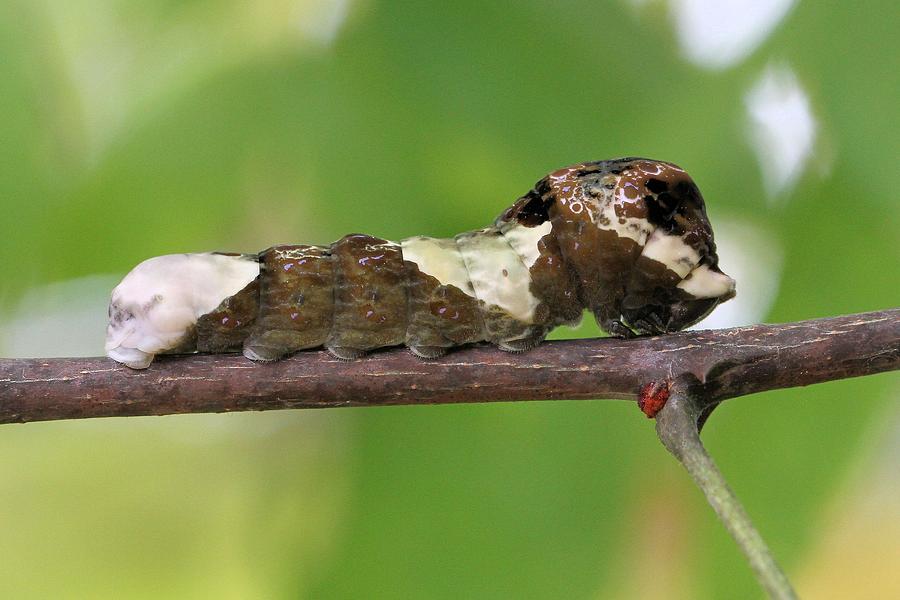 Giant Swallowtail caterpillar Photograph by Doris Potter