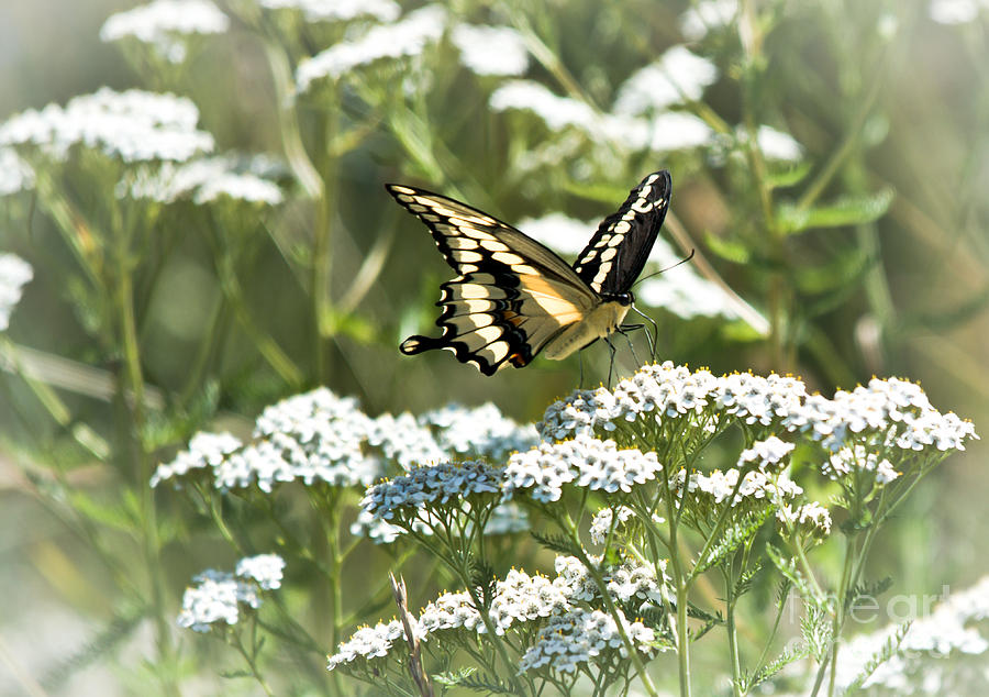 Giant Swallowtail Photograph by Cheryl Baxter