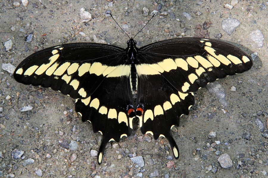 Giant Swallowtail Photograph by Doris Potter