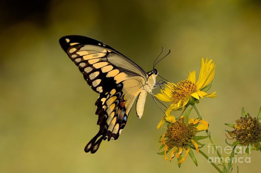 Giant Swallowtail Photograph by Gregory G Dimijian MD