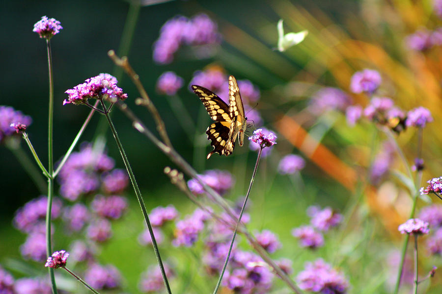 Giant Swallowtail in Meadow Garden Photograph by Karen Adams