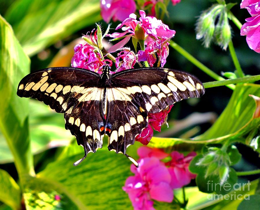 Giant Swallowtail Photograph by Marilyn Smith