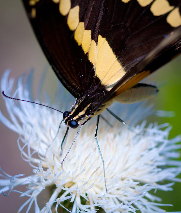 Giant Swallowtail Photograph by Melinda Fawver