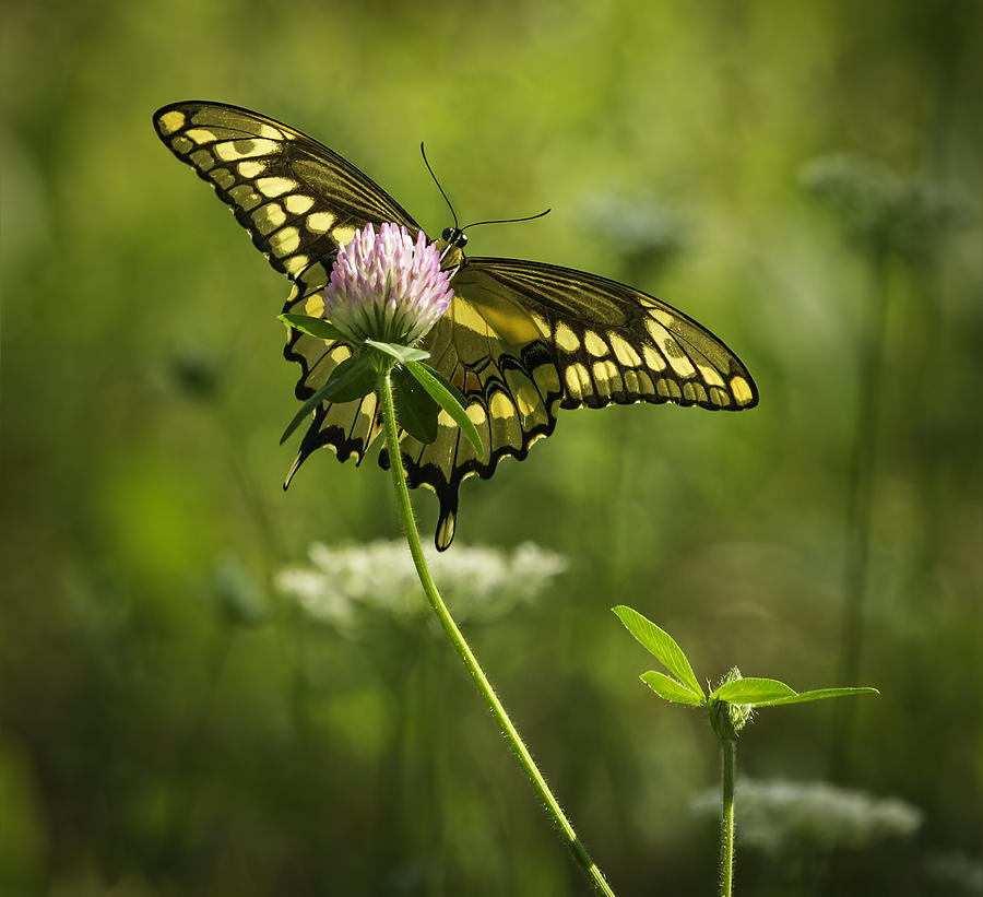 Giant Swallowtail On Clover 1 Photograph by Thomas Young