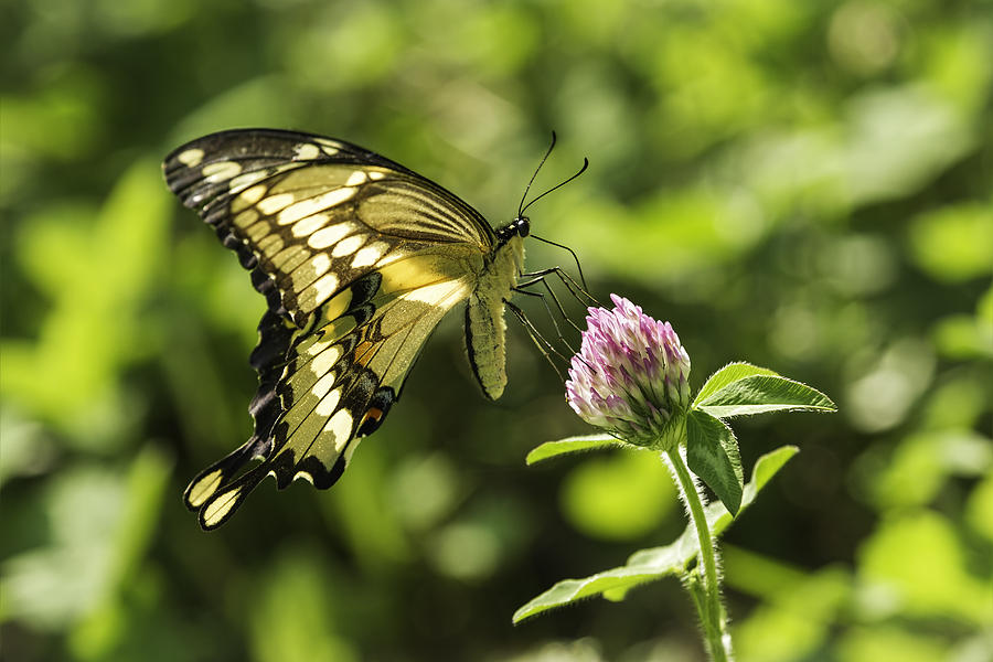 Giant Swallowtail On Clover 2 Photograph by Thomas Young | Fine Art America