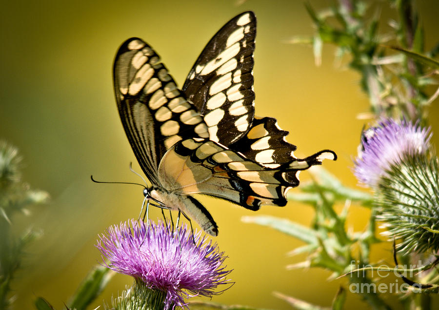 Giant Swallowtail on Thistle Photograph by Cheryl Baxter