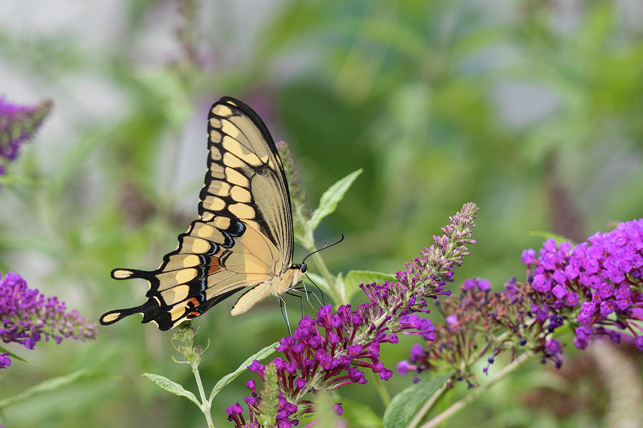 Giant Swallowtail (papilio Cresphontes Photograph by Richard and Susan ...