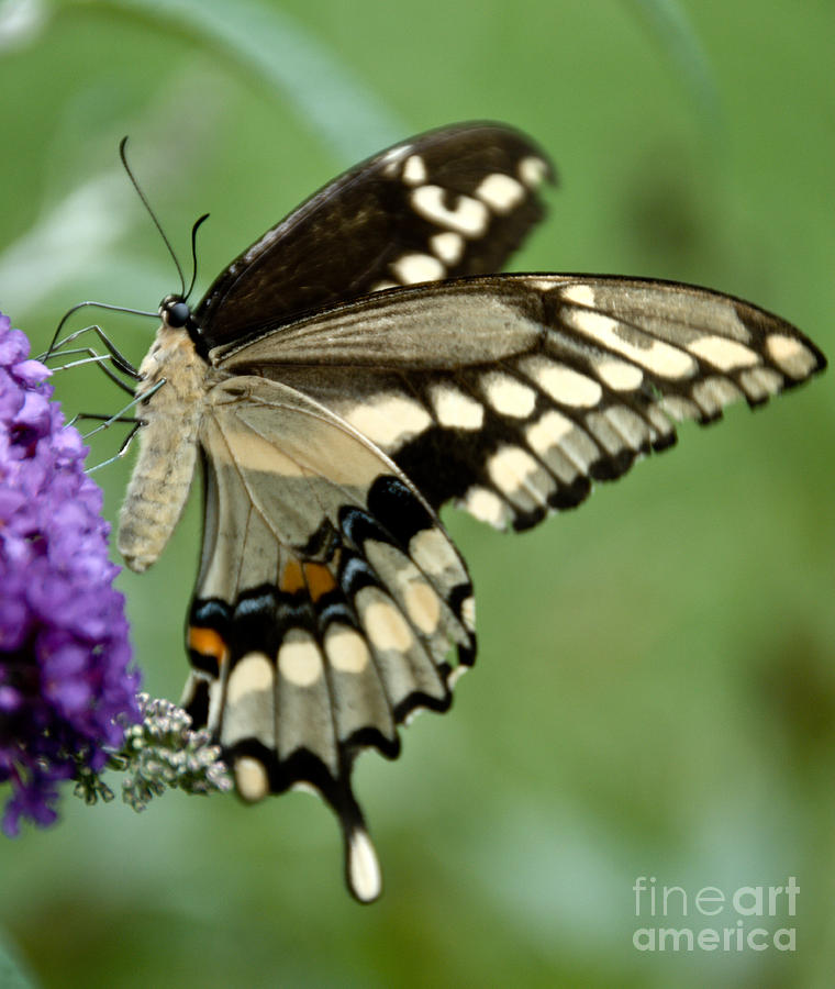Giant Swallowtail Profile Photograph by Cheryl Baxter