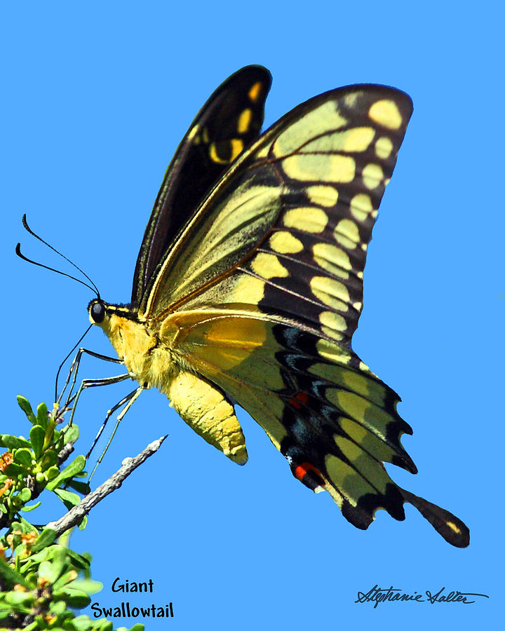 Giant Swallowtail Photograph by Stephanie Salter