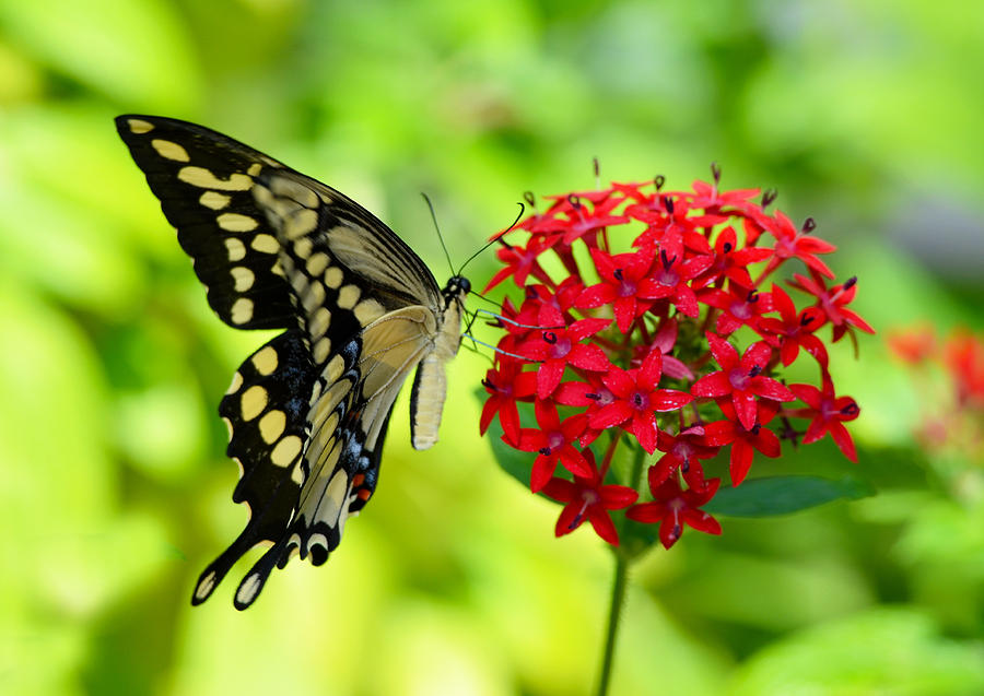 Giant Swallowtail Two Photograph by Jeffrey Hamilton | Pixels