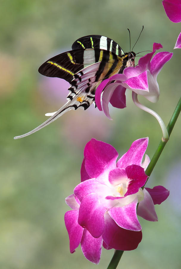 Giant Swordtail Butterfly Graphium Androcles On Orchid Photograph by