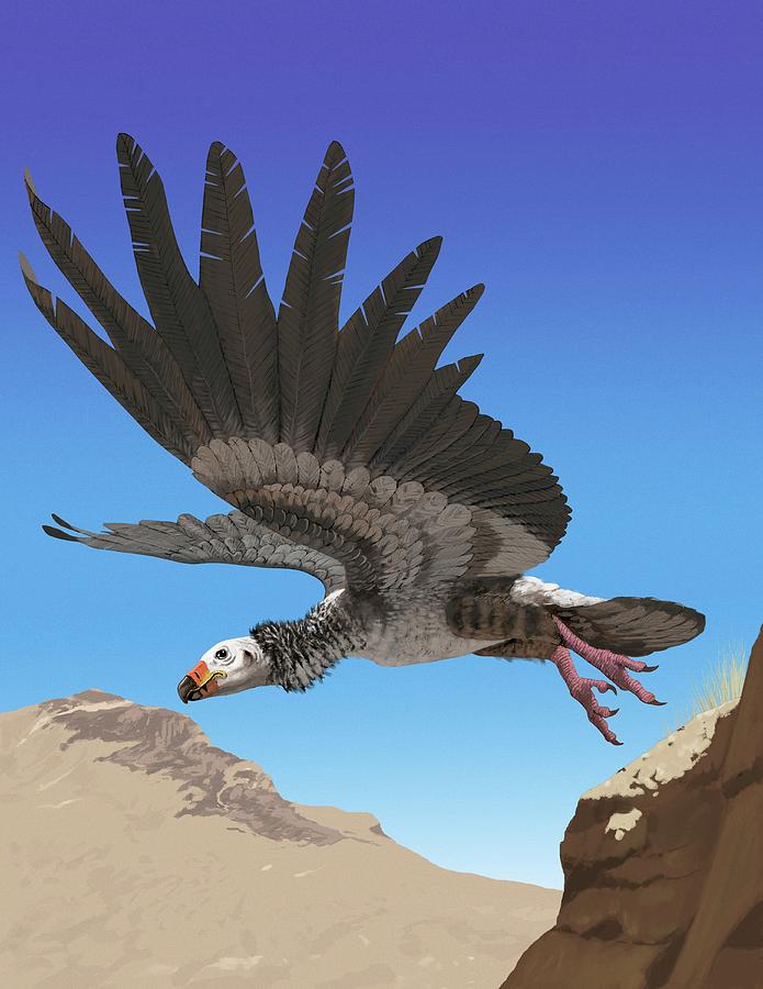 Condor Photograph - Giant Teratorn by Jaime Chirinos/science Photo Library
