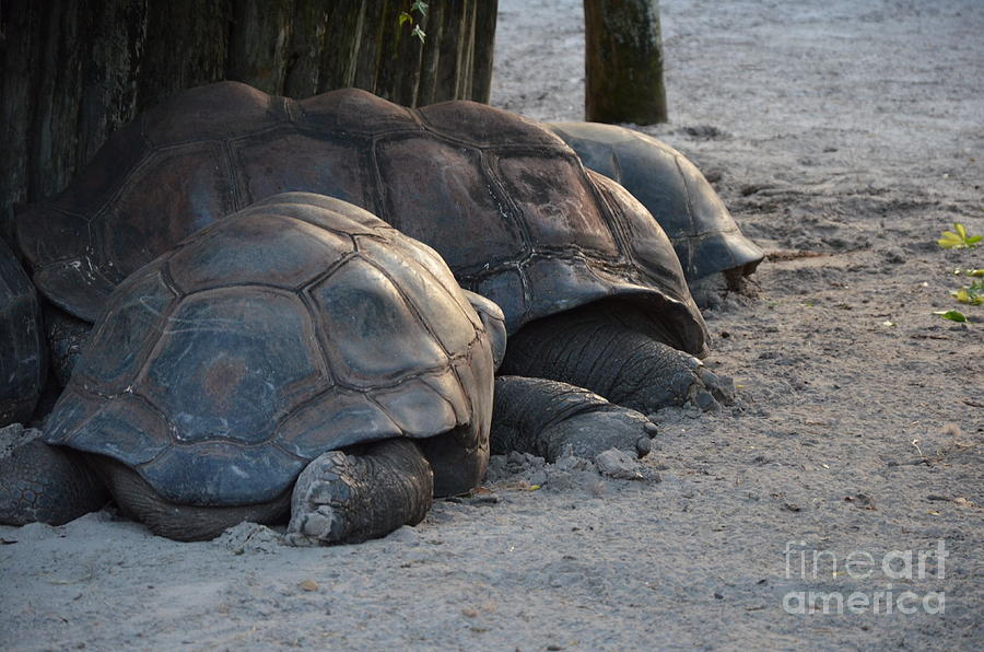 Giant Tortise Photograph by Robert Meanor