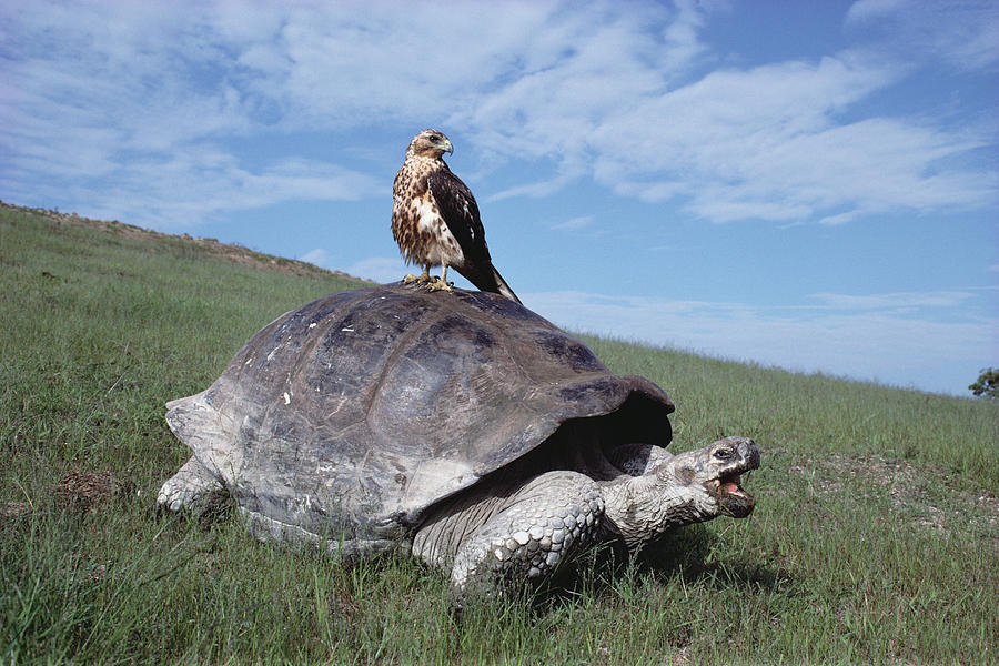 Giant Tortoise and Galapagos Hawk Photograph by Tui De Roy