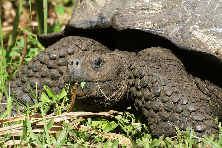 Giant Tortoise At El Rancho Manzanillo Photograph by Diane Johnson ...