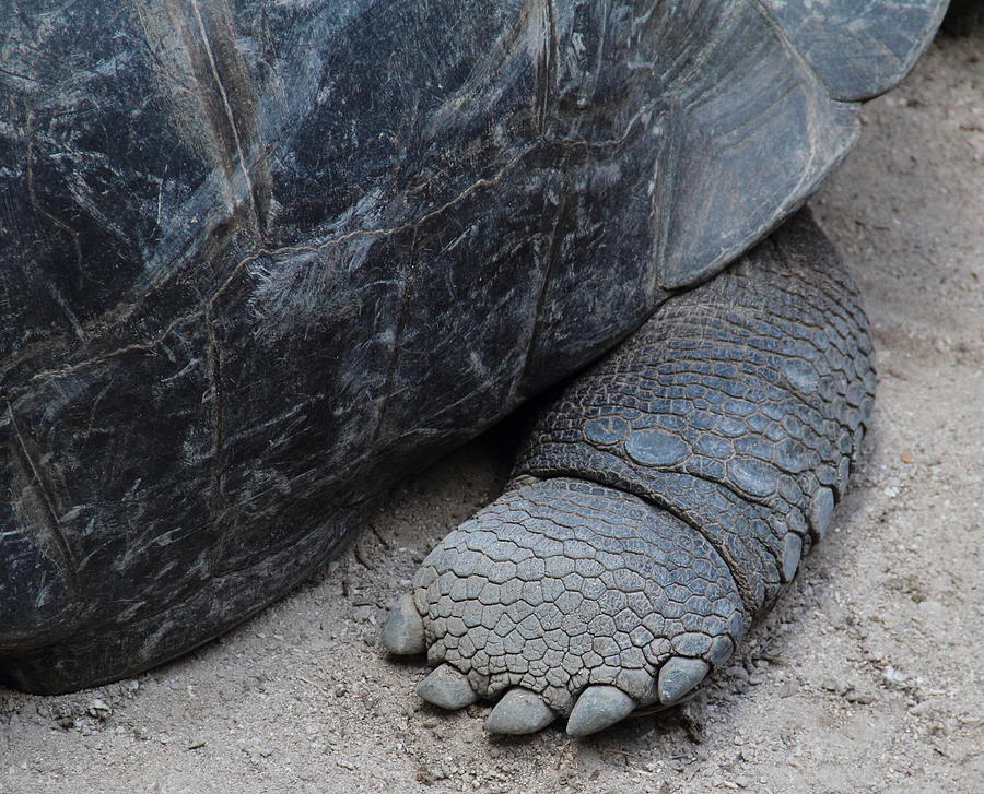 Giant Tortoise Photograph by Debbie Cundy