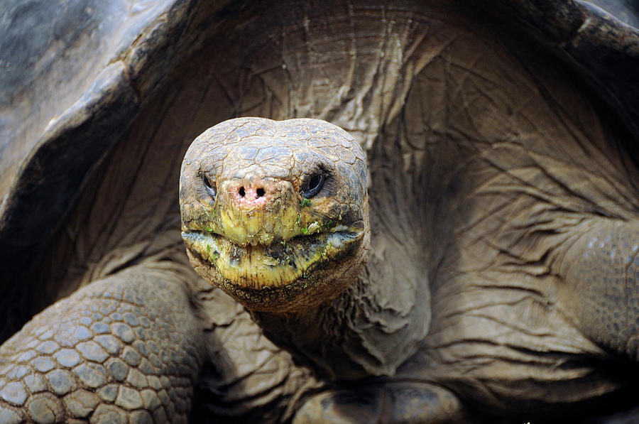 Giant Tortoise Geochelone Elephantopus Photograph by Christian Heeb ...