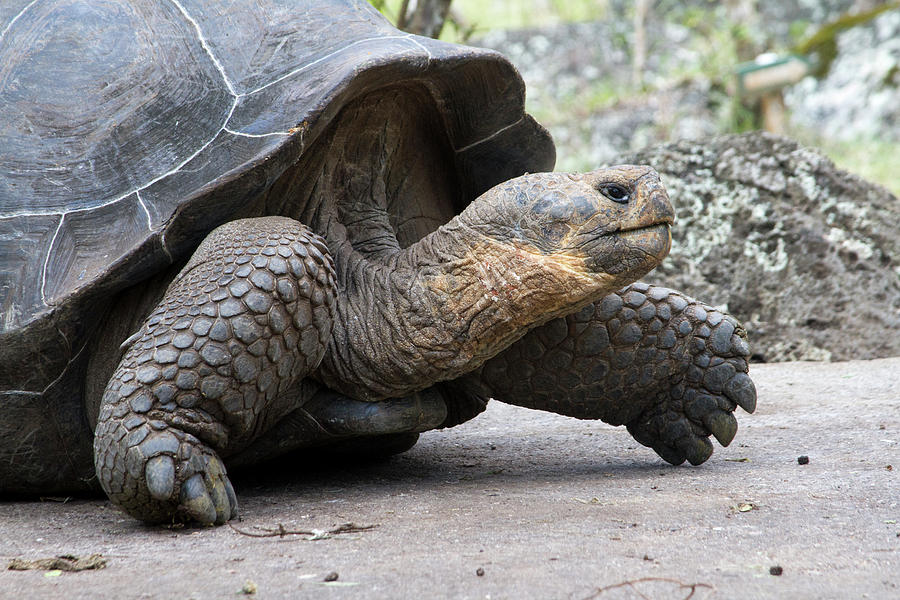 Giant Tortoise In Highlands Of Floreana Photograph by Diane Johnson ...