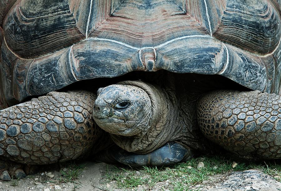 Giant Tortoise Photograph by John Greim/science Photo Library