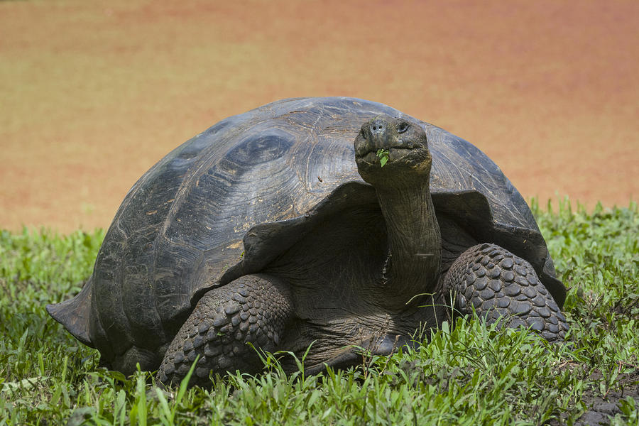 Giant Tortoise Photograph by John Shaw