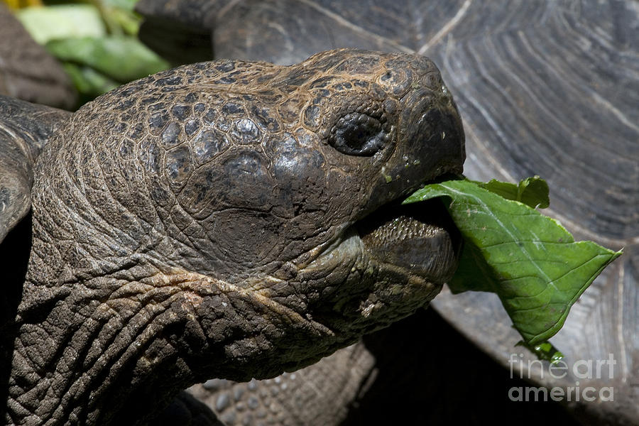 Wildlife Photograph - Giant tortoise by Lucas Guardincerri
