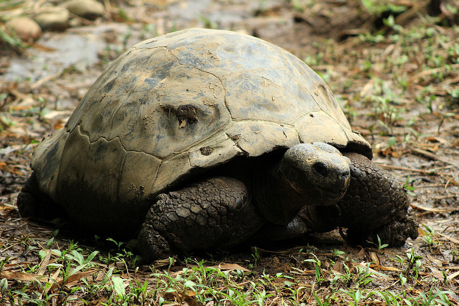 Giant Tortoise Photograph by Robert Hamm - Fine Art America