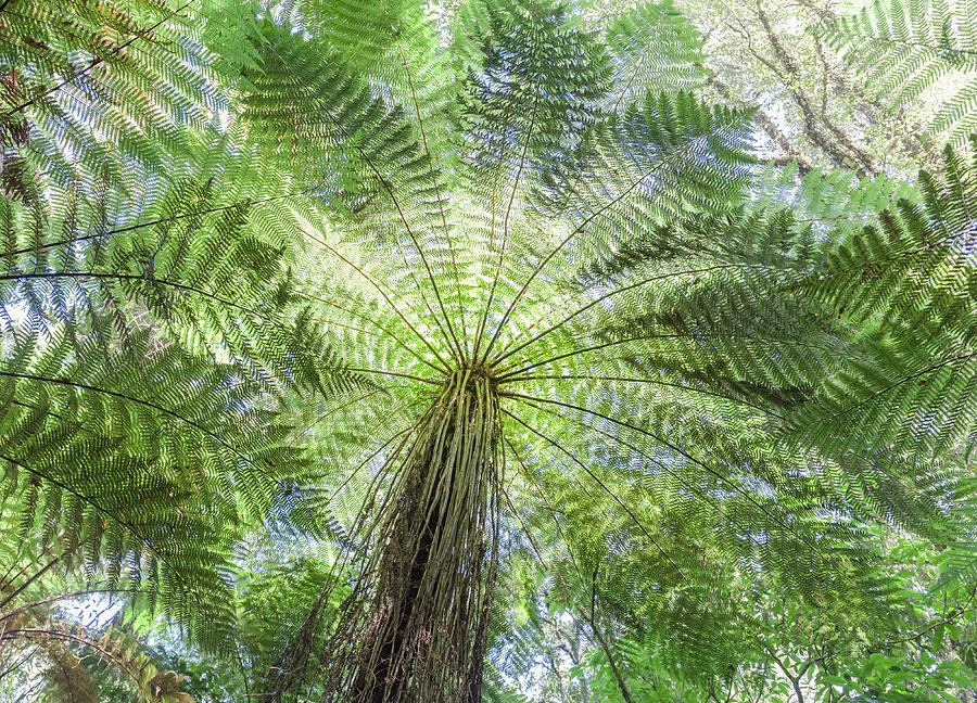 Giant Tree Ferns On Minehaha Track Photograph by David Madison