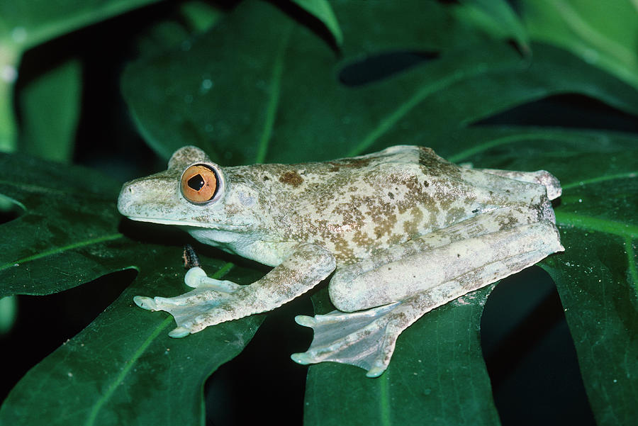Wildlife Photograph - Giant Tree Frog by Dr Morley Read/science Photo Library