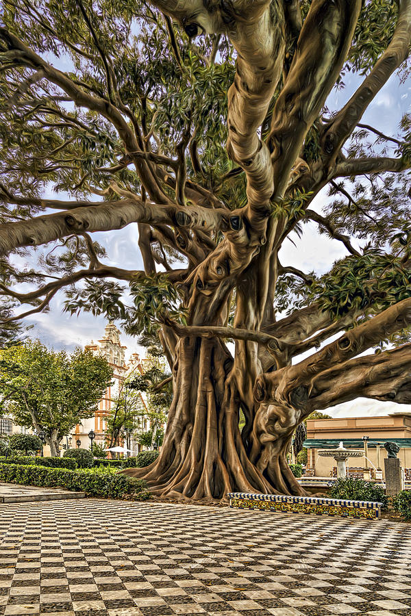 Giant Tree Photograph by Maria Coulson