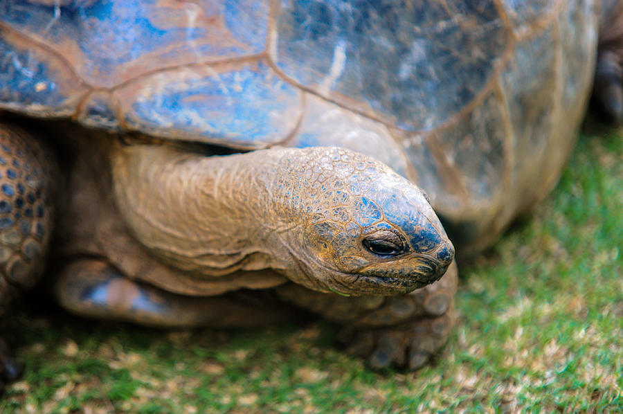 Giant Turtle in the Pamplemousse Botanical Garden. Mauritius Photograph ...