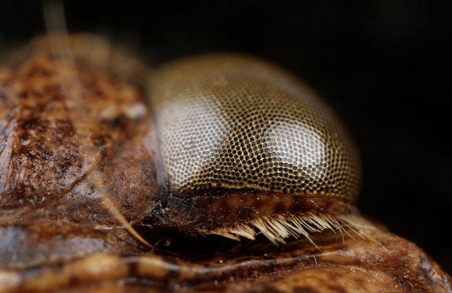 Giant Water Bug Eye Photograph by Paul Whitten