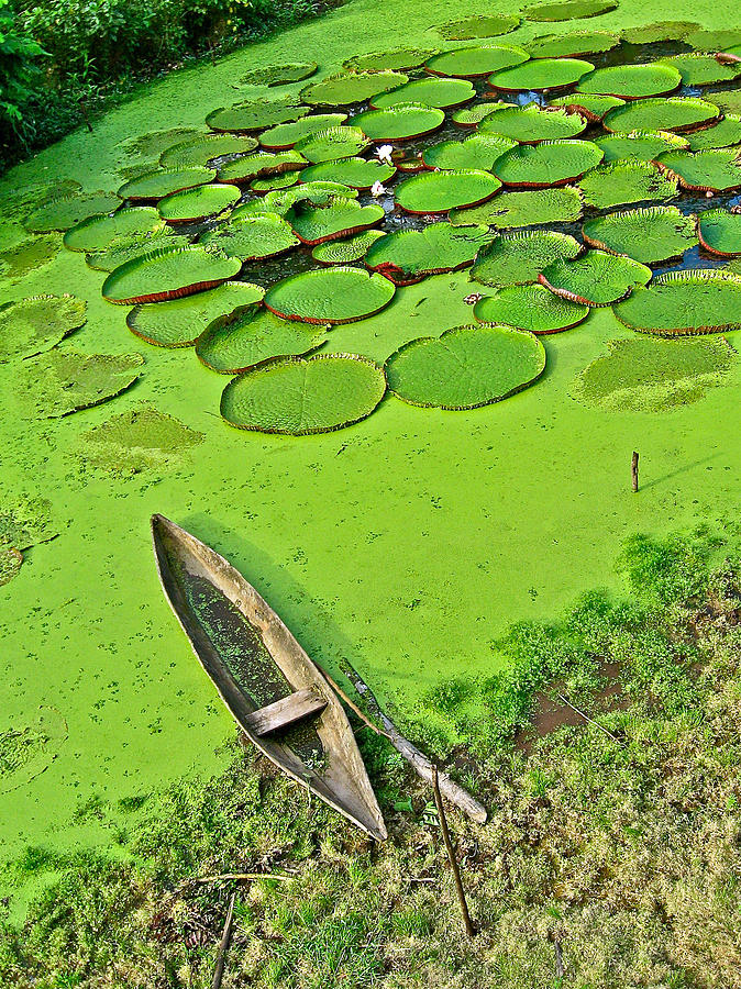 Giant Water Lilies and a Dugout Canoe in Amazon Jungle-Peru Photograph by Ruth Hager