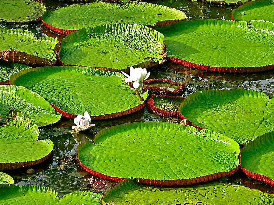 Giant Water Lilies | Hot Sex Picture
