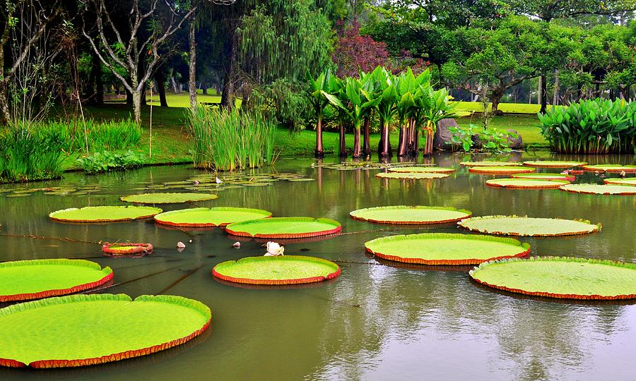 Giant Water Lilies Pond Photograph by Erwin Sembiring - Fine Art America