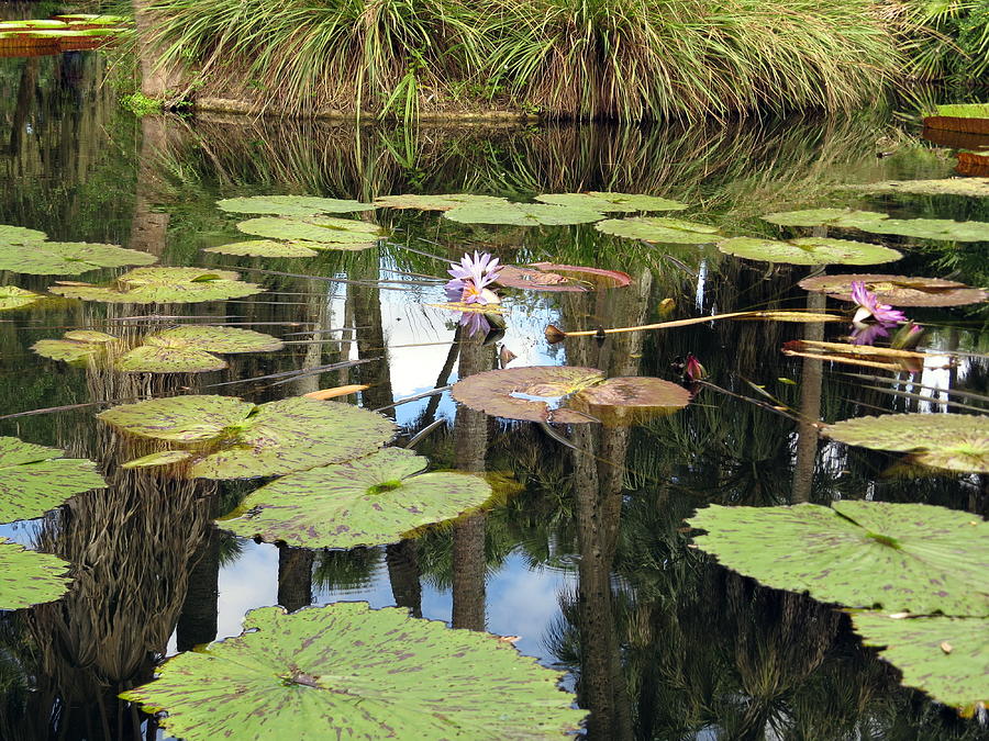 Flower Photograph - Giant water lilies by Zina Stromberg
