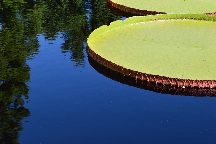 Giant Water Lily Photograph by Curtis Krusie