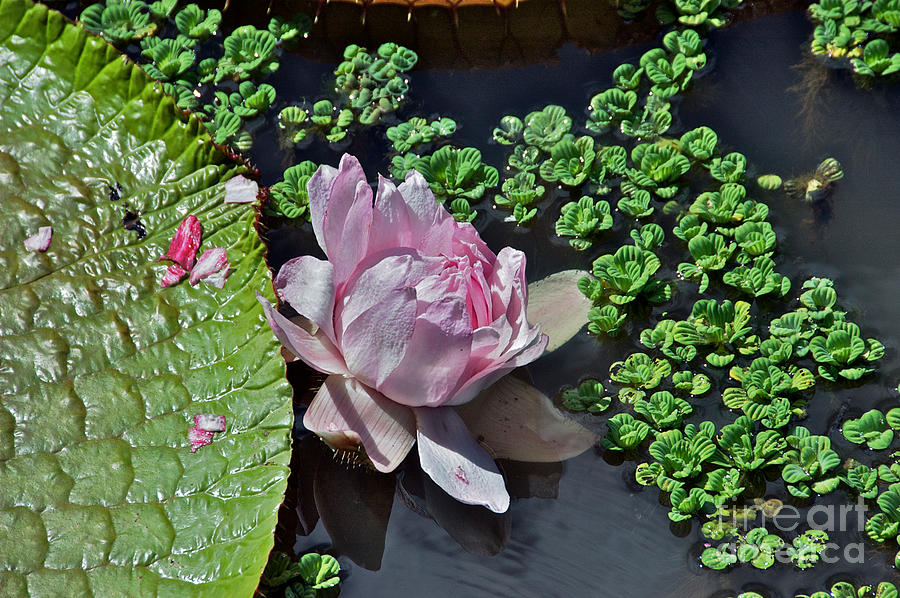 Giant Water Lily Photograph by Thomas Major Pixels