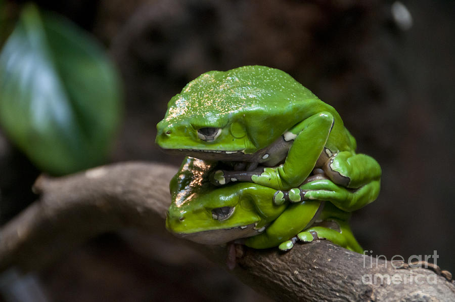 Giant Waxy Monkey Frog Photograph By Mark Newman Pixels