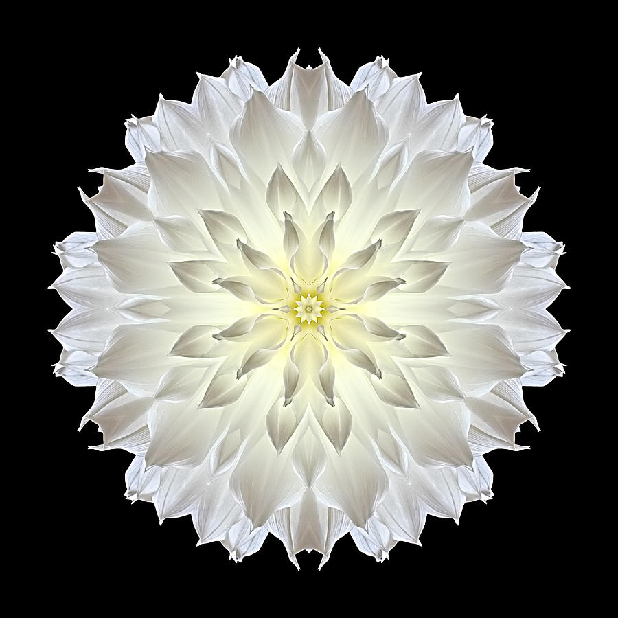 Giant White Dahlia Flower Mandala Photograph by David J Bookbinder