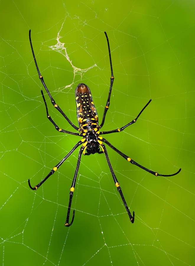 Nature Photograph - Giant wood orb spider by Robert Jensen