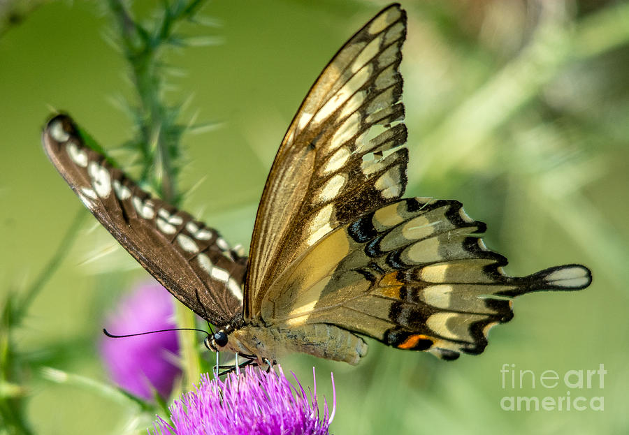 Giant Yellow Swallowtail Photograph by Cheryl Baxter