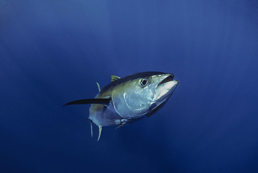 Giant Yellowfin Tuna Photograph by Jeffrey Rotman