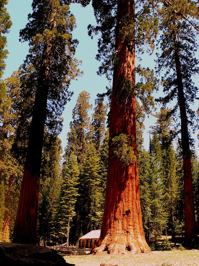 Giant Yosemite Redwood Trees Photograph by Jeff Lowe