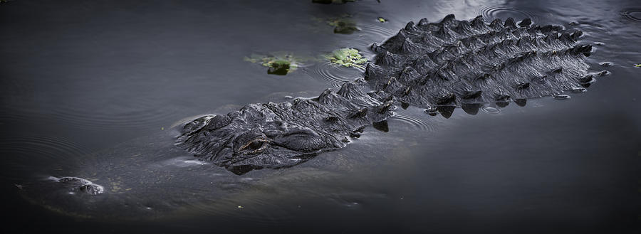 Alligator Photograph - Giants Among Us by Mark Andrew Thomas