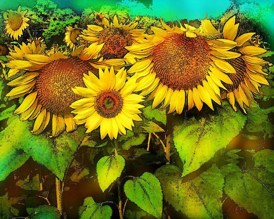 Giants Sunflowers Photograph by Gina Signore