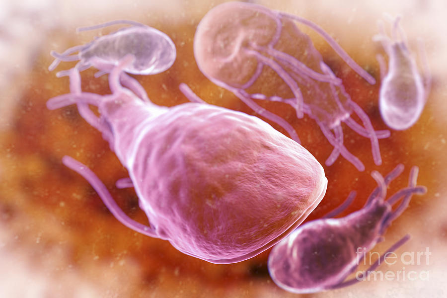 Giardia Lamblia Parasites Photograph By Science Picture Co Fine Art America