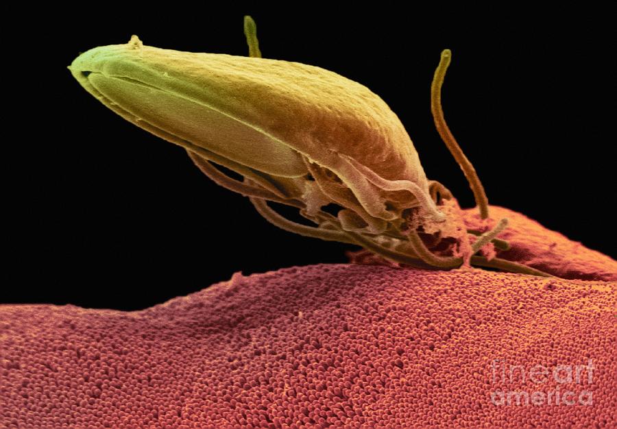 Giardia Protozoan Sem Photograph By Ami Images Fine Art America 5254