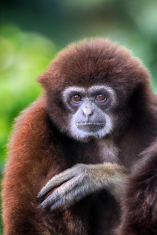 Gibbon Photograph by By Toonman